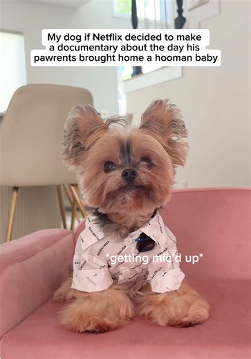 Worst Roommate Ever: Hilarious Yorkie Mischief Story