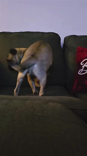 El esnupi snoopy snoop