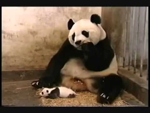 Baby Panda Sneezing Video