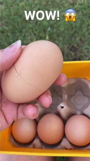 Alien Egg!😱 #chicken #freerangechickens