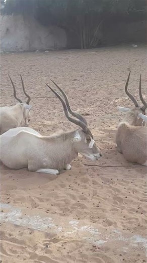 Dubai’s National Animal 🇸🇩 Arabian Oryx | Desert King 🦌| Dubai Safari | Arabian Oryx–National Animal