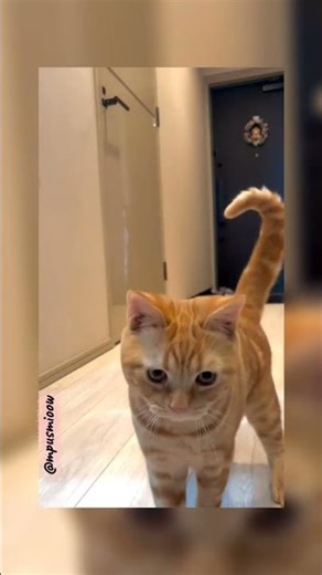 This Cat Nailed a High Five Better Than Me 😭🐱 #cute #meow #meow