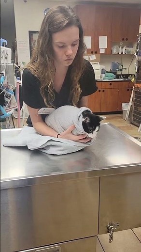 How to Burrito Your Cat (Step-by-Step Cat Handling Guide)