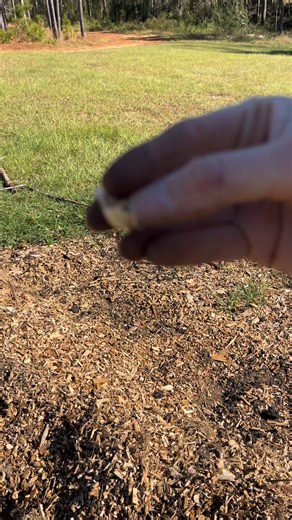 25 reactions · 10 comments | How we plant our garlic. #garlic #FarmToTable #homesteading #growityourself #georgiaonmypinefarm | Georgia On My Pine Farm | Facebook