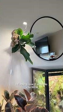 How to create a DIY self watering Staghorn fern mount! #staghornfern #plantstyling
