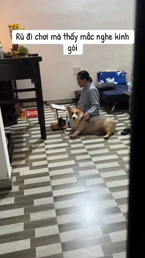 Chill Dog - Funny and Cute Corgi Compilation