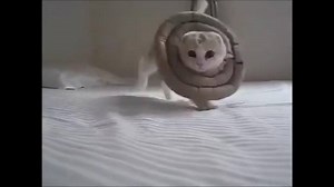 What is this creature? | Cat Vines