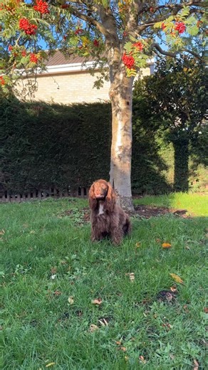 We tried the ghost sheet trend with Marlo… this is how it went 﫣 #ghostsheet #ghostdog #travall #ghosttrend | Travall | Facebook