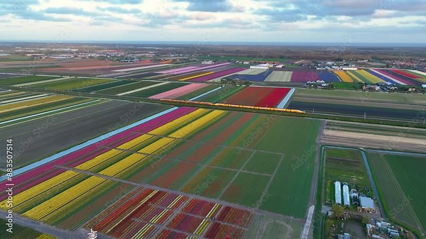 Tulip field in The Netherlands, colorful tulip fields in Holland, Lisse, Dutch Spring views in the Netherlands, colorful flowers