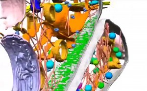 GABAAR在抑制性突触中的结构观察。