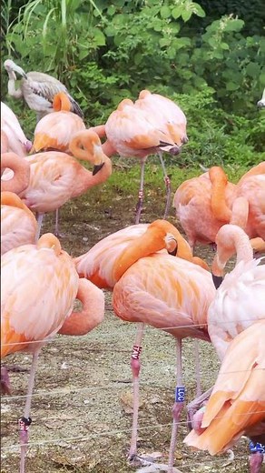 🦩 Beautiful Flamingos at Ostrava Zoo | Peaceful Moments in Nature