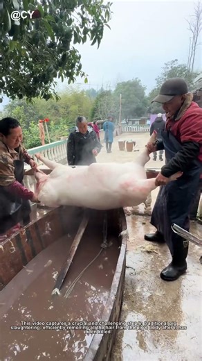 How to Remove Pig Hair? The Ancient Art of "Blowing Pig" Explained 🌾🦀
