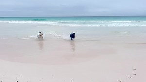 1.5K views · 31 reactions | Surfs Up Part 2 | Bermuda Pet Sitters | Facebook
