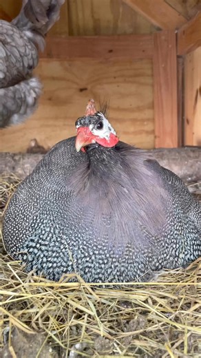 1.7M views · 10K reactions | Fluffy Guinea fowl hen. She’s a good bird not aggressive or loud lol #Lovely #guineafowl #backyardchickens #follow #favorite #broody #adsonreels #goviral #fluffy #adorable | My lovely Animals | Facebook