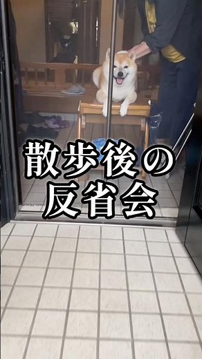 散歩中に一歩も歩かなかった人の態度#柴犬の日常#いぬのきもち#柴犬動画#いぬのいる生活#shibainu