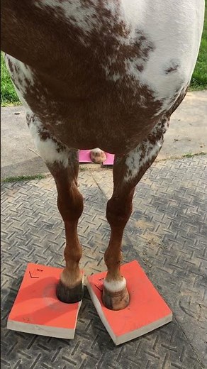 SURE FOOT Equine Balance Pads help Strengthen the thoracic sling muscles