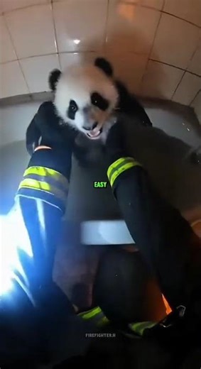 A True Hero! The Most Thrilling Baby Panda Rescue Ever!