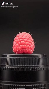 Ever wondered what it looks like close up? 🔬 ©microworldexplorer | TikTok