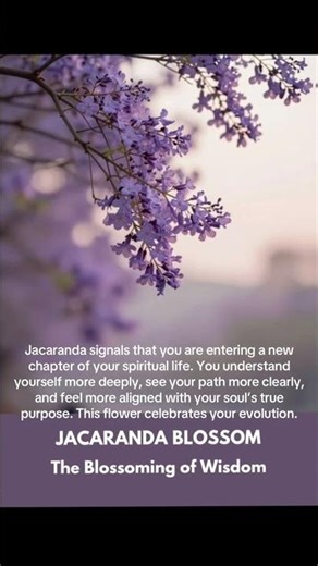 Jacaranda Blossom – “The Blossoming of Wisdom” @wellnessstudio7