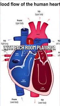 IGCSE Biology's Chapter 9, Transport in humans