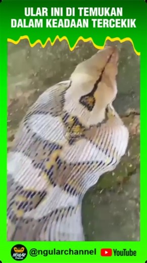 Ular ditemukan warga dalam keadaan tercekik #viral #short #ular #hewan