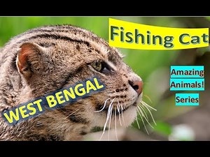 Fishing Cat facts 🐈 medium-sized wild cat of South and Southeast Asia