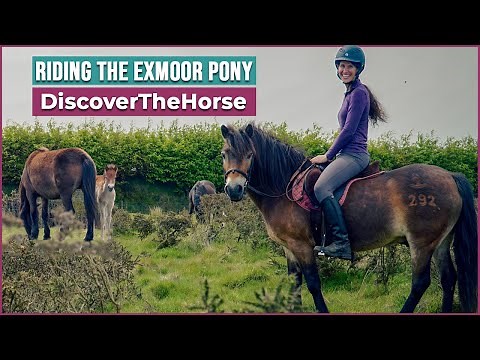 Riding an Exmoor Pony in Exmoor National Park!