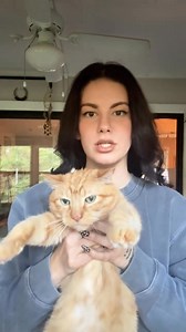 A cat steals food #cat #fyp #catsoftiktok #catlover #cats | Cafarnoel