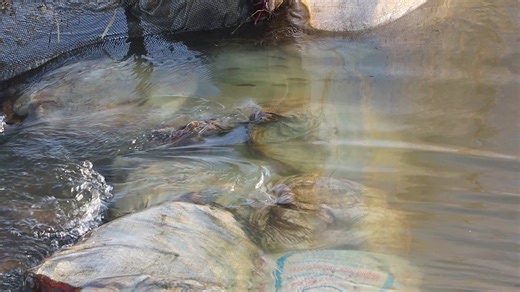 11K views · 164 reactions | Amazing Fish Playing in the Water #FishPlay #NatureVideo #VillageLife | Village TV | Facebook