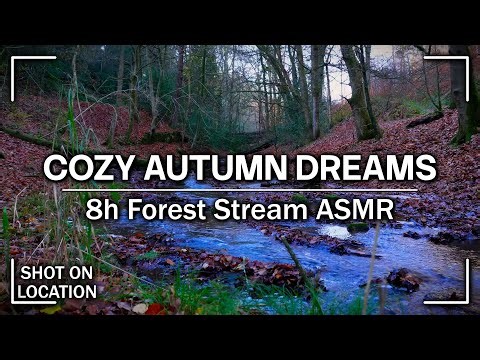 Autumn Forest Stream for Sleeping 🌙 8 Hour Nature Sounds ASMR