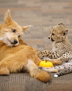 5.9M views · 380 reactions | Friends come in all shapes and sizes and animal species  | WKYC Channel 3 - Cleveland | Facebook