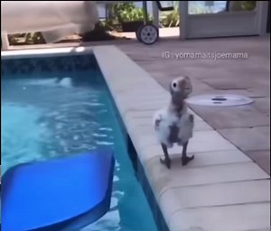 flotation device day 38 #viral #fyp #flotation #everydaymemes #tik_tok #trend #meme #laugh