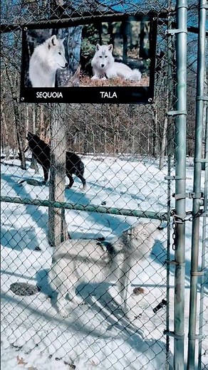 Wolves Howling at Lakota Wolf Preserve in NJ