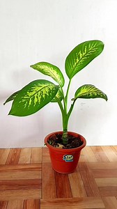 como enraizar a planta comigo ninguem pode so com agua | Mundo das plantas