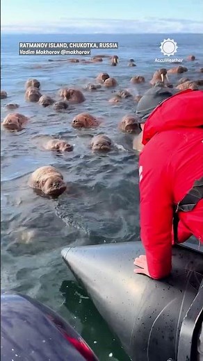 You Won't Believe How Many Walruses Are Here!