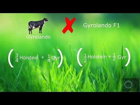 Como entender los cruces 1/2 3/4, 1/4 y 5/8 3/8 a partir de el cruzamiento de una generación F1
