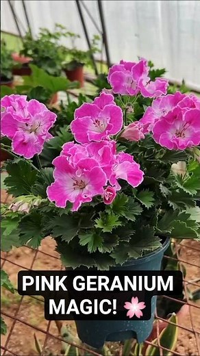 These Pink Geranium Blooms Are Simply Stunning! 🌸💖 #shorts