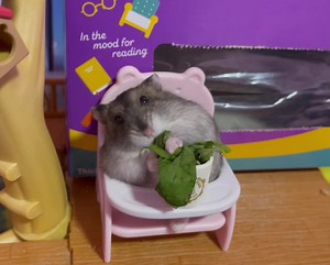 Big Mama: “Ooh ooh spinach, my favourite! Can I also have more to go, pretty please?” 🐹💕🥬 #hamster #hamsters #pets #animals ©️Jaieden & Gerard | Hamstars