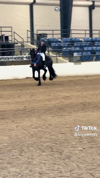 Nik 💜 #friesians #horses #equestrians #kfpsroyalfriesian #equestrian | friesian horse
