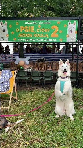 Psi piknik, film O psie, który jeździł koleją