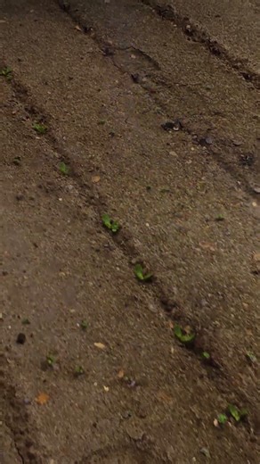 Laser Weeding Red and Green Lettuce