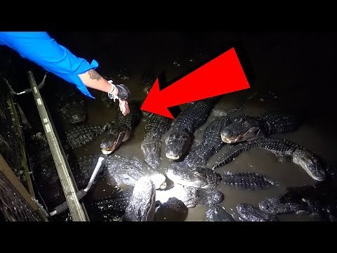 I Fed Gators AT 3AM - Overnight Challenge | OmarGoshTV