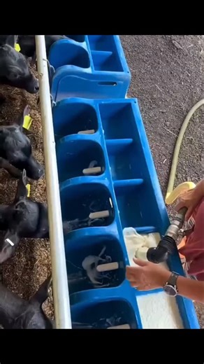 1.2K views · 377 reactions | 李 Wenn das Kalb ohne Mutter aufwächst – die chinesische Lösung | Premium Edition | Facebook