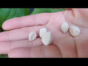 Growing & Saving Moonflower Seeds|Tropical White Morning Glory