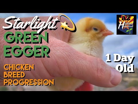 The Starlight Green Egger: Chicken Breed Progression of Chick to Adult - 1 day old
