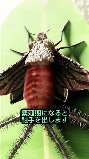 オスだけエイリアン化！？衝撃の昆虫 #動物雑学 #animals #おもしろ #奇妙な生き物 #動物 #昆虫 #shorts #面白い #雑学