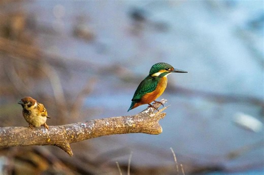 Migratory birds in Shanxi's Pingyao ancient city