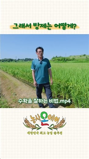올해 벼멸구 완벽 차단! 노린나방방·살리미로 상품성 높인 벼 재배 노하우🌾