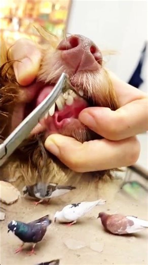 Dog Throat Cleaning | Vet Safely Removes Debris with Precision Tools
