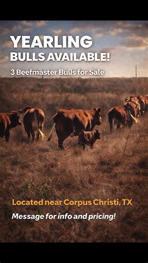 Quality Yearling Bulls for Sale Near Corpus Christi, TX